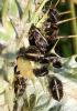 Tettigometra sulphurea